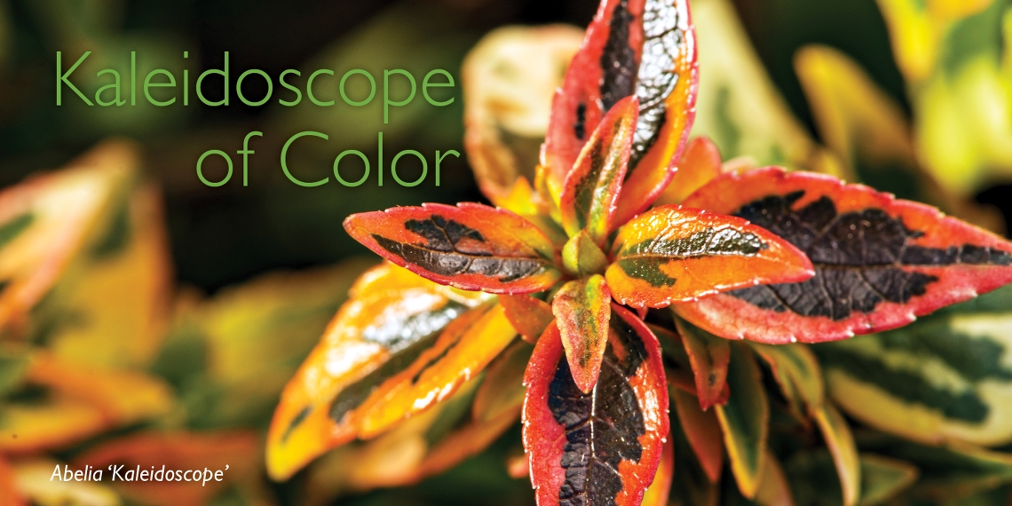 Kaleidoscope of Color